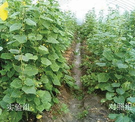 探索有機肥料 土壤的綠色動力之源